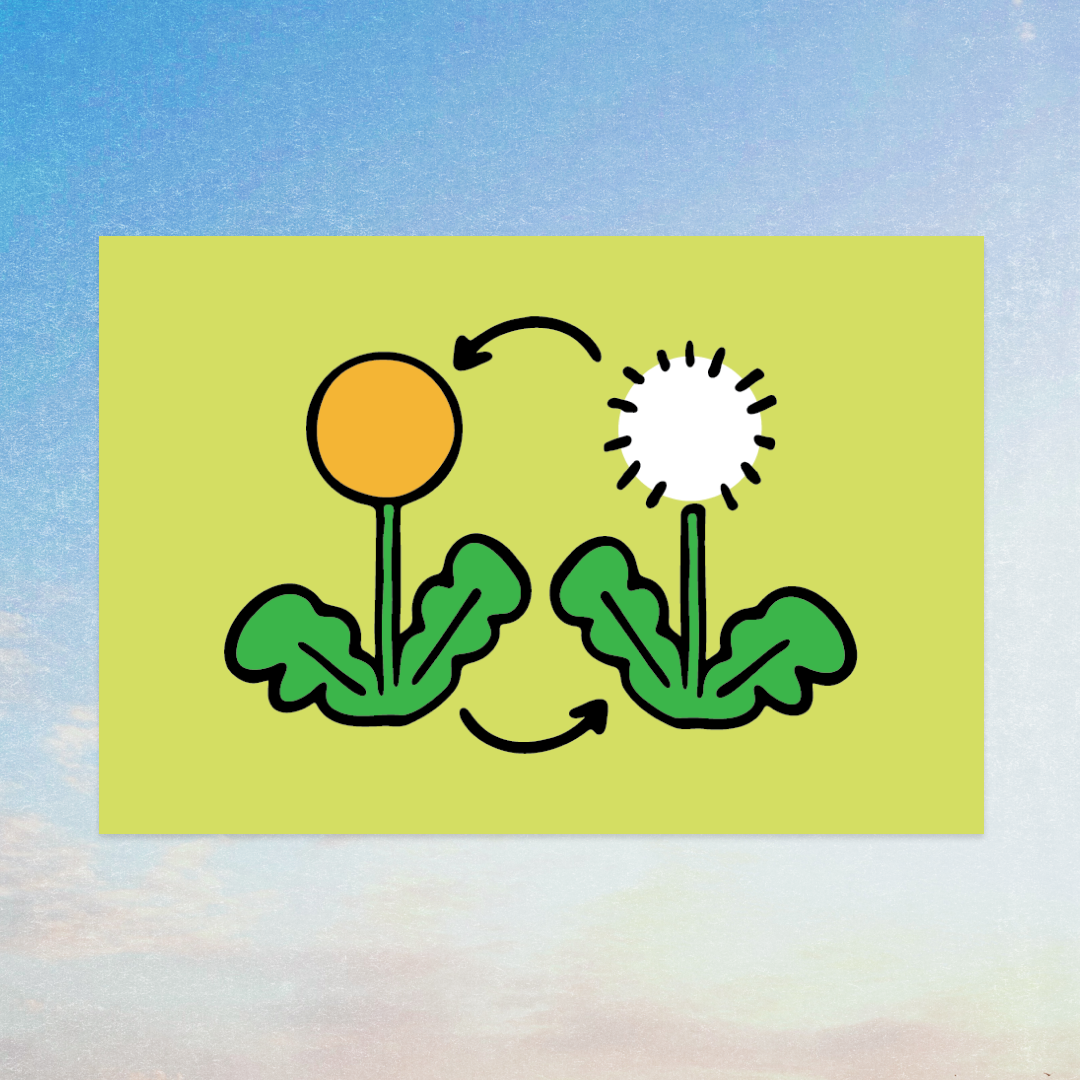 Lifecycle of a Dandelion Art Print