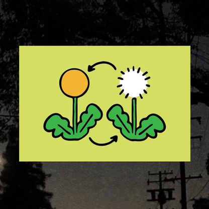 Lifecycle of a Dandelion Art Print